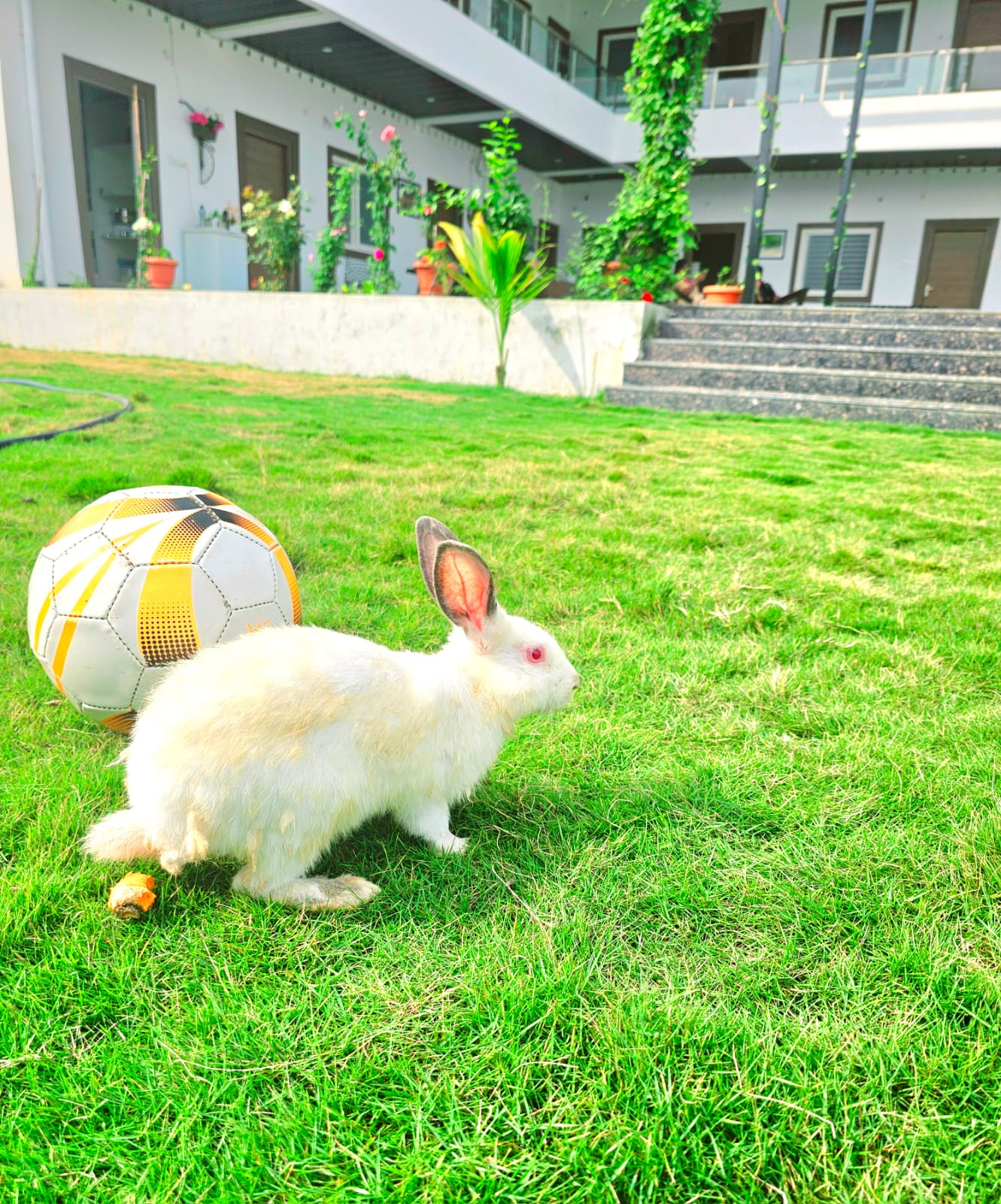 Rabbit with ball