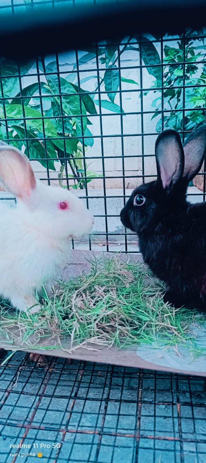 Rabbits