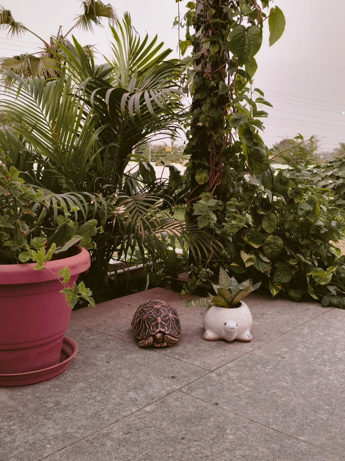 tortoise