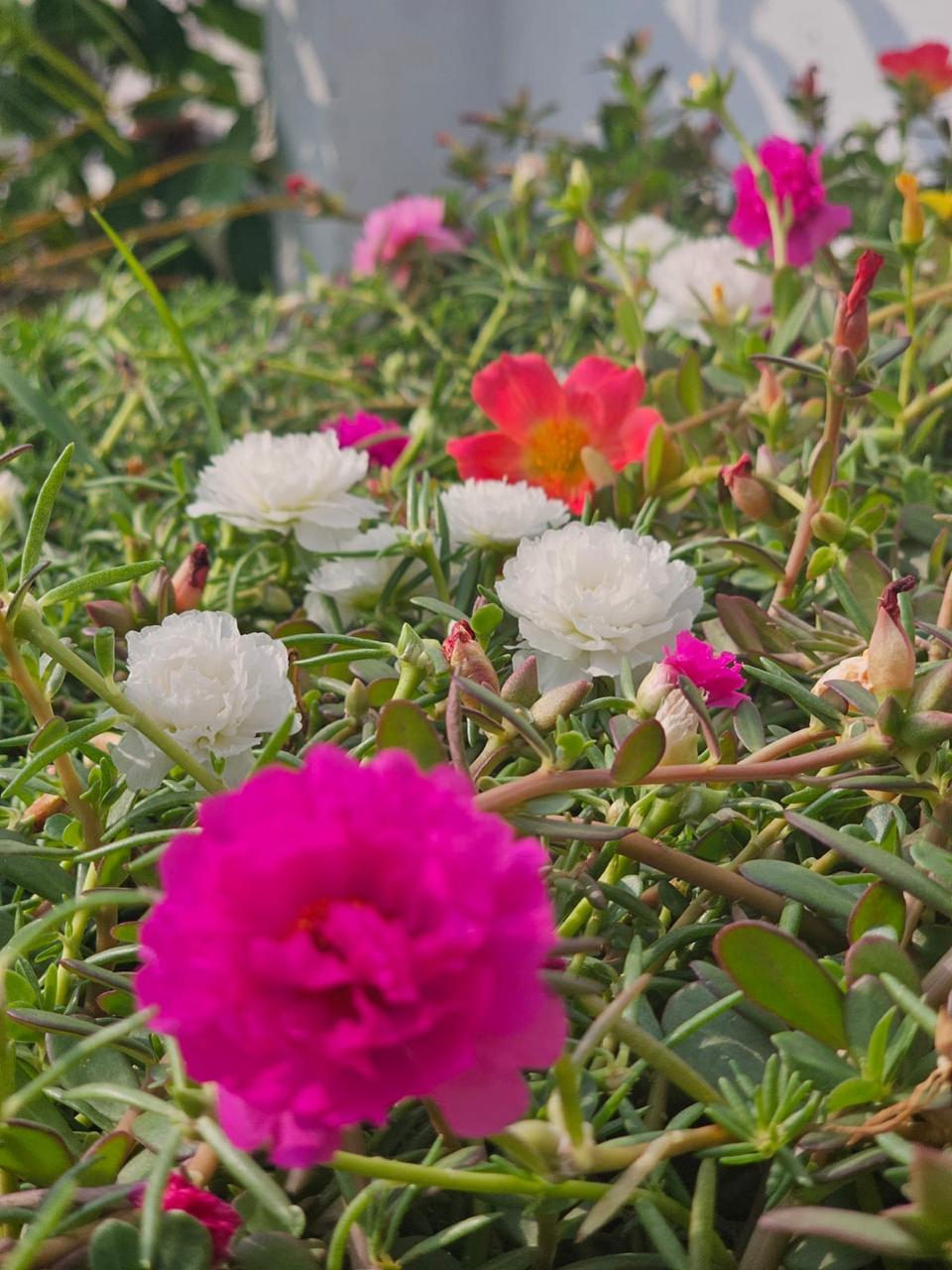 vinayaka garden flower